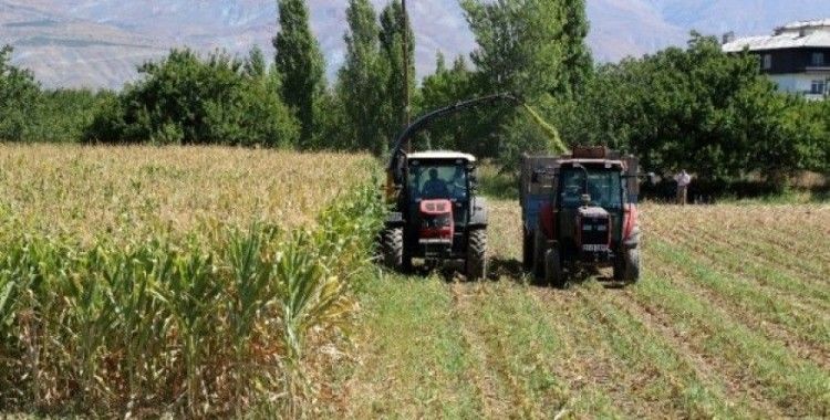 Silajlık mısır hasadı Erzincan’da başladı