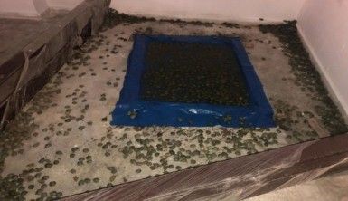 Sarp Gümrük Kapısında 2 bin 500 su kaplumbağası ele geçirildi