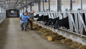 Bu çiftlikte ineklerin bakımını robotlar yapıyor