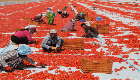 Tunceli’den Avrupa'ya kuru domates ihracatı