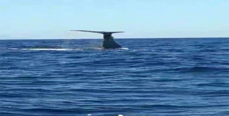 Çeşme açıklarında görülen balina ve yavrusu şaşırttı