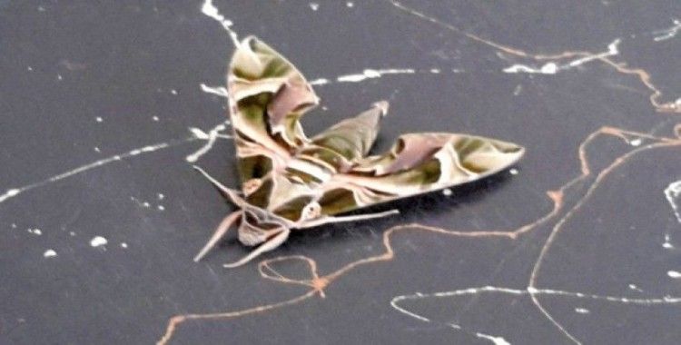 Konya’da askeri kamuflaj desenli kelebek bulundu
