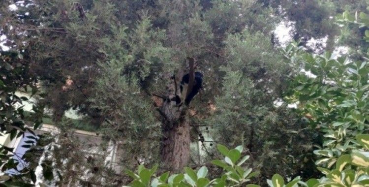 Köpekten korkan kediyi itfaiye erleri ağaçtan indirdi