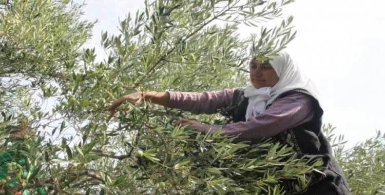 Zeytin ve zeytinyağı ihracatçıları kendileri ve üreticilere verilen desteklerin arttırılmasını istedi
