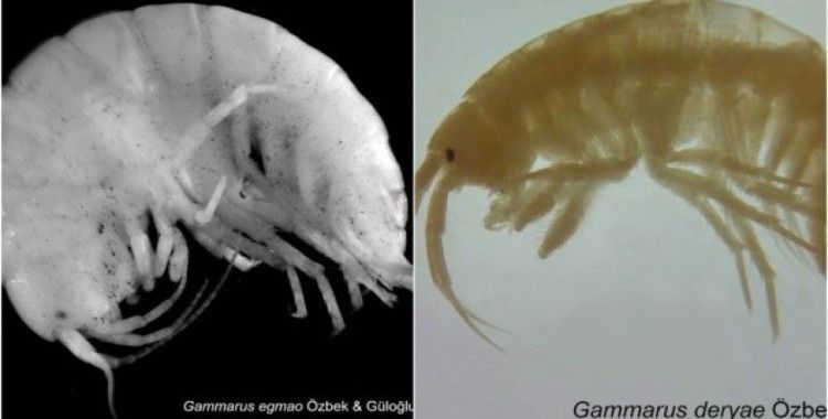 Türk bilim insanları iki yeni canlı türü keşfetti
