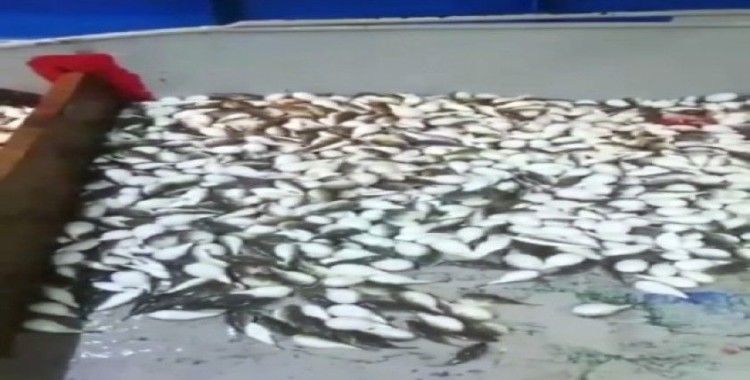 Antalya’da balıkçı ağına yüzlerce balon balığı takıldı