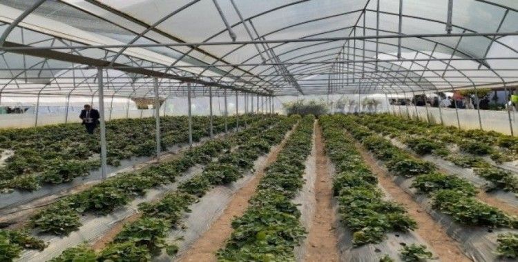 DOKAP Ordu’da meyve-sebze bahçeleri kuracak