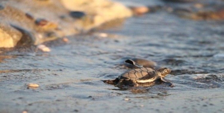 250 bin yavru deniz kaplumbağası denizle buluştu