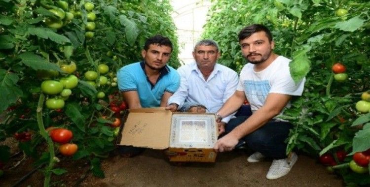 Canan Karatay’ın ’domates’ eleştirilerine Kumlucalı üreticilerden sert tepki