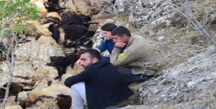 Bitlis’te uçurumdan düşen 315 koyun telef oldu