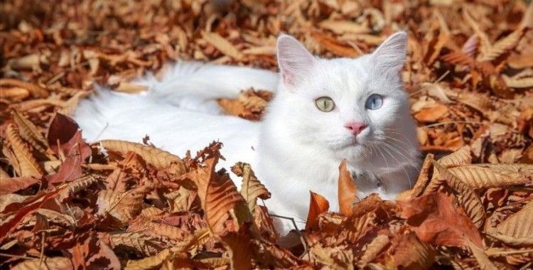 Van kedisi 'Su' en güzel kedi seçildi