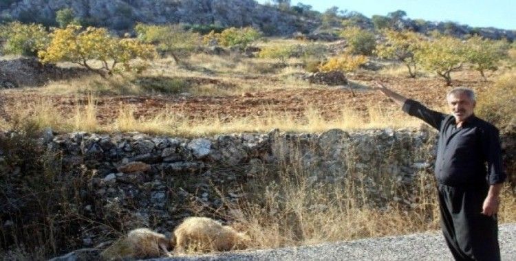 Gaziantep’te kurt dehşetinden kaçan 6 koyun halen bulunamadı