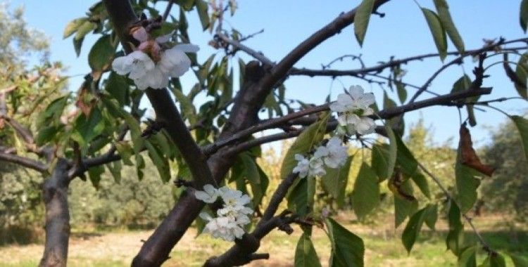 Turgutlu’da kiraz ve erik ağaçları çiçek açtı