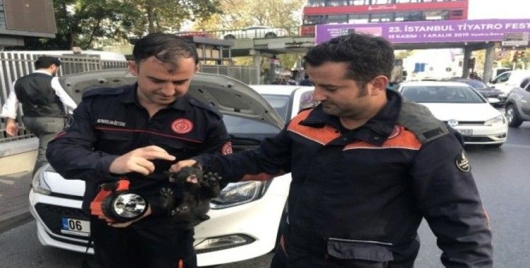 Beşiktaş'ta itfaiye ekiplerinden yavru kedi kurtarma operasyonu