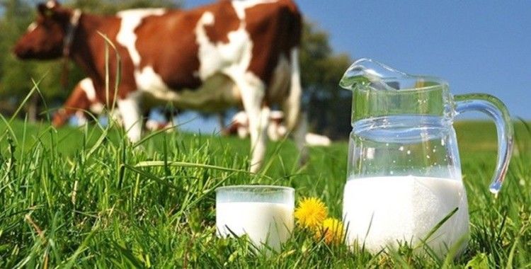 Süt ve süt ürünleri üretimi verileri açıklandı