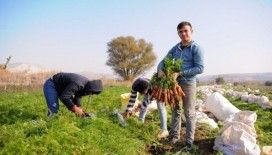 Tarladan pazara havucun hikayesi