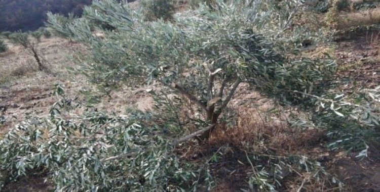 Manisa’da zeytin ağacı katliamı