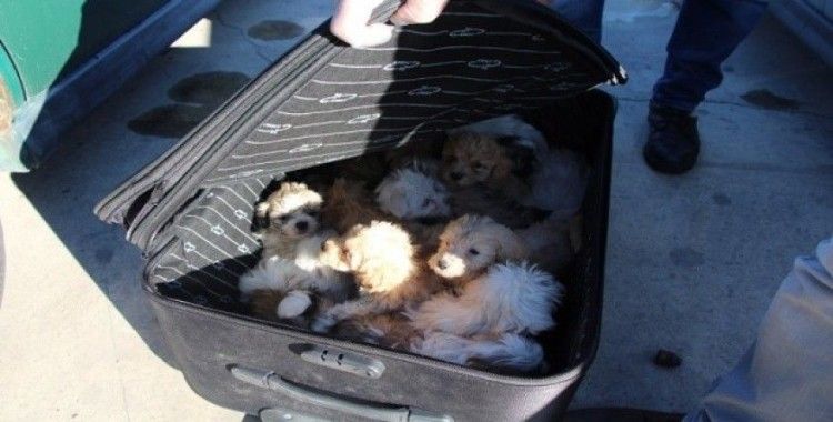 Kapıkule'de yolcu valizinden 14 köpek yavrusu çıktı