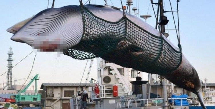 Japonya'dan ticari balina avı için yeni hamle