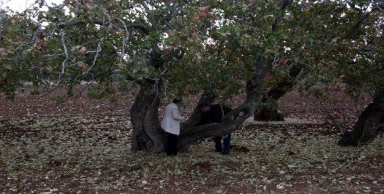 Türkiye’nin en yaşlı fıstık ağaçları Kilis’te bulundu