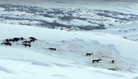 Hakkari'de at sürüsü ölüme terk edildi