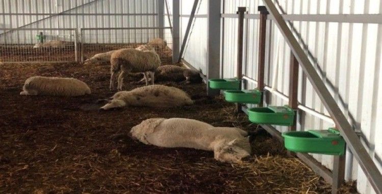 Çiftlikte 320 koyun telef oldu
