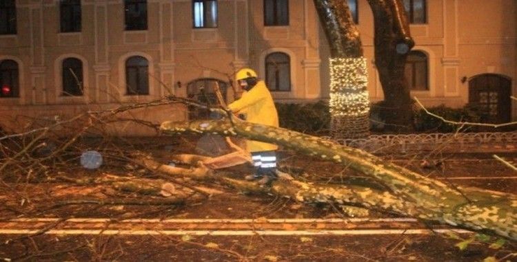 Beşiktaş Dolmabahçe’de yola devrilme tehlikesi bulunan ağaç kesildi