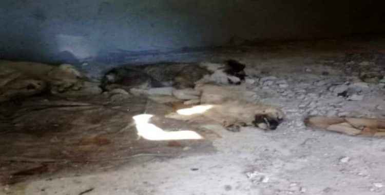 İzmir’de 12 yavru köpeğin zehirlenerek öldürüldüğü iddiası