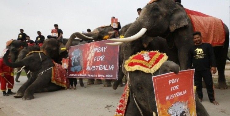 Filler ve öğrenciler Avustralya’da ölen hayvanlar için yürüdü
