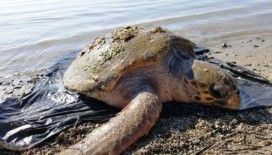 Nesli tükenmekte olan kaplumbağa ölü bulundu