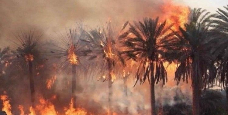 Libya'da 10 bin palmiye ağacı kül oldu