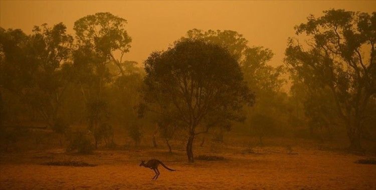 Avustralya'daki yangınlarda itfaiyeciler Wollemi çamlarını korumayı başardı