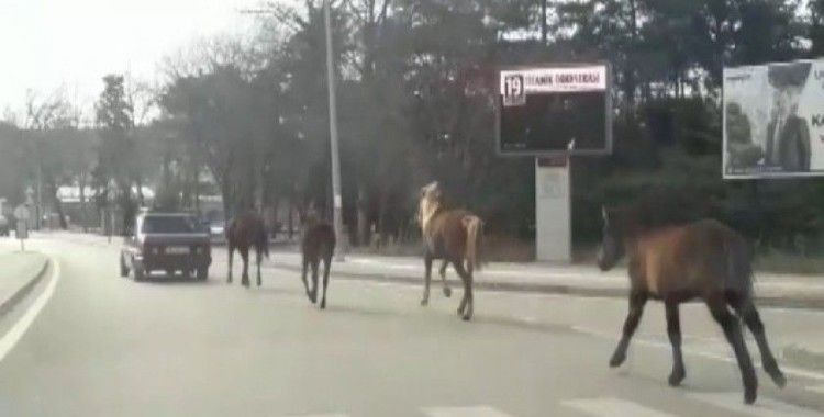 Otomobile bağladığı atları asfaltta metrelerce koşturdu