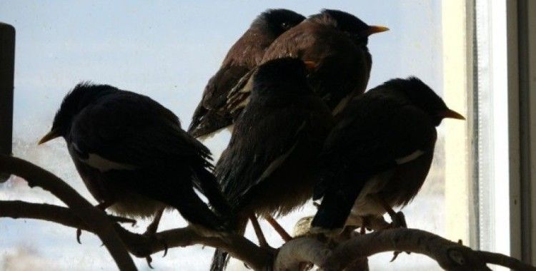 Van’da ele geçirilen Çiğdeci kuşları hayvanat bahçesine gönderilecek