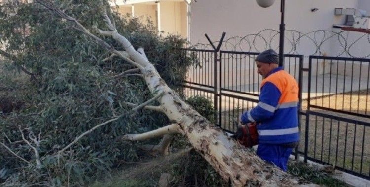 Adana’da fırtına ağaçları kökünden söktü