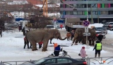 Rusya'da sirkten kaçan filler ortalığı birbirine kattı
