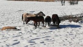 Hayvanlar için doğaya yem bırakıldı