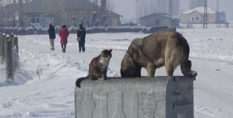 Dondurucu havada kedi ve köpeğin sıcak dostluğu