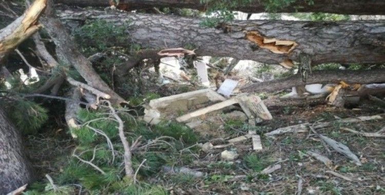 150 yıllık çam ağacı devrildiği yerdeki mezarları paramparça etti