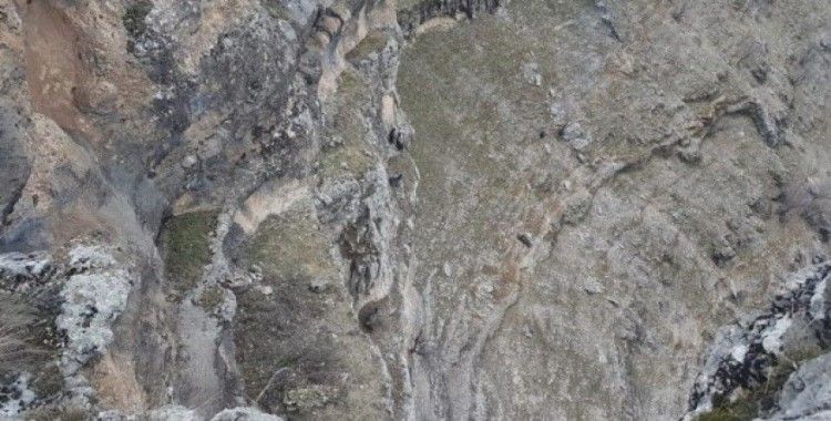 Kayalıklarda mahsur kalan keçileri AFAD ekipleri kurtardı