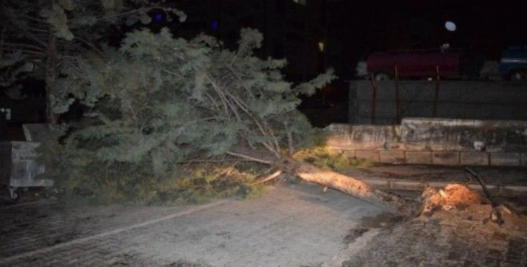 Malatya’da şiddetli fırtına ağacı kökünden söktü
