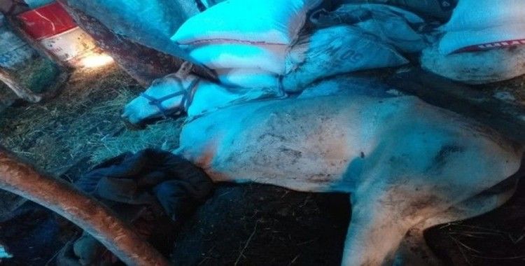 Büyükada'daki karantina altındaki atların içler acısı hali