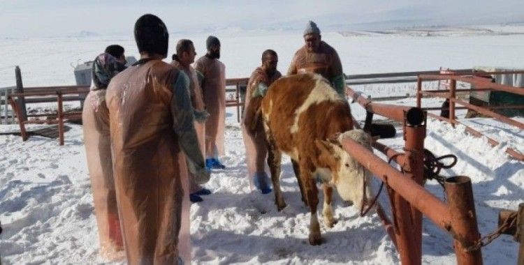 Kars Bölgesi VHO’nun bakanlık onaylı suni tohumlama kursu başladı