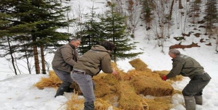 Kar yağışı nedeniyle aç kalan hayvanlara yem bırakıldı
