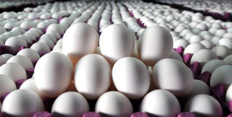 Tavuk yumurtası üretimi 1,7 milyar adet oldu