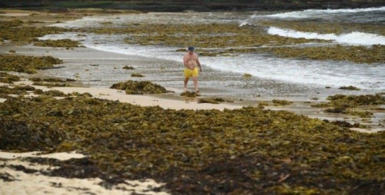Sidney'in ünlü plajını deniz yosunları kapladı