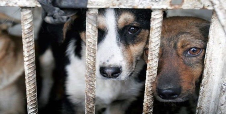 Ukrayna'da hayvanlara kötü muamelenin cezası artıyor