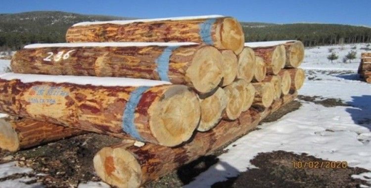 Kütahya’da 2 milyon 96 bin TL orman emvali satışı