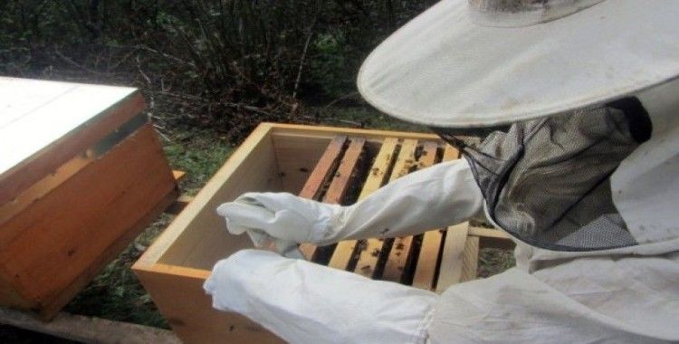 Mevsim şartları arıları strese soktu