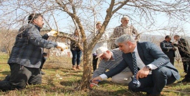 Bitlis ekonomisine katkı sunan nar ağacının budamasına başlanıldı